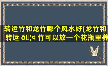 转运竹和龙竹哪个风水好(龙竹和转运 🦢 竹可以放一个花瓶里养吗)